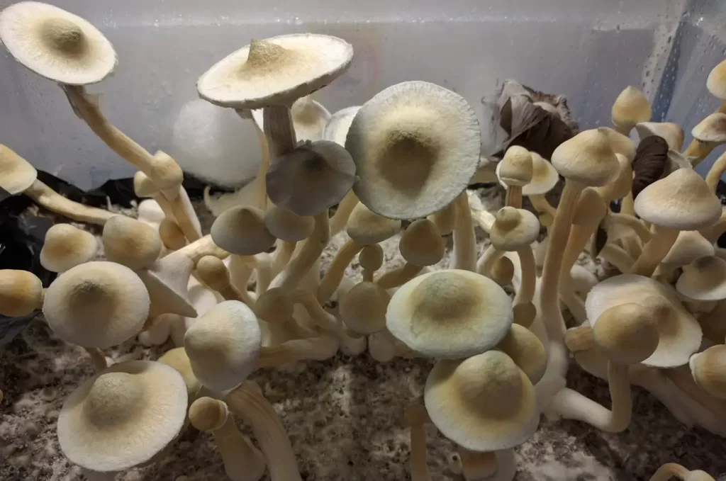 psilocybin-mushroom-spores-